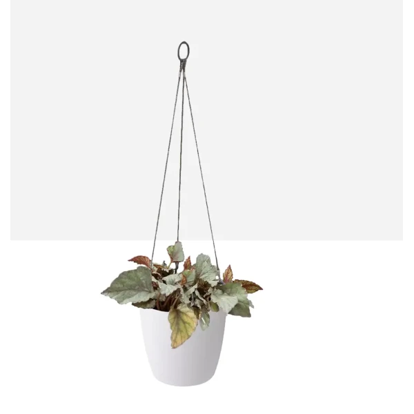 Canestro White - réservoir d'eau par Elho » Clo’eT Design