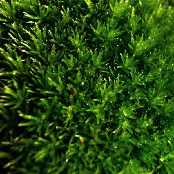 Evadi - Cloettario » Clo'eT Design
