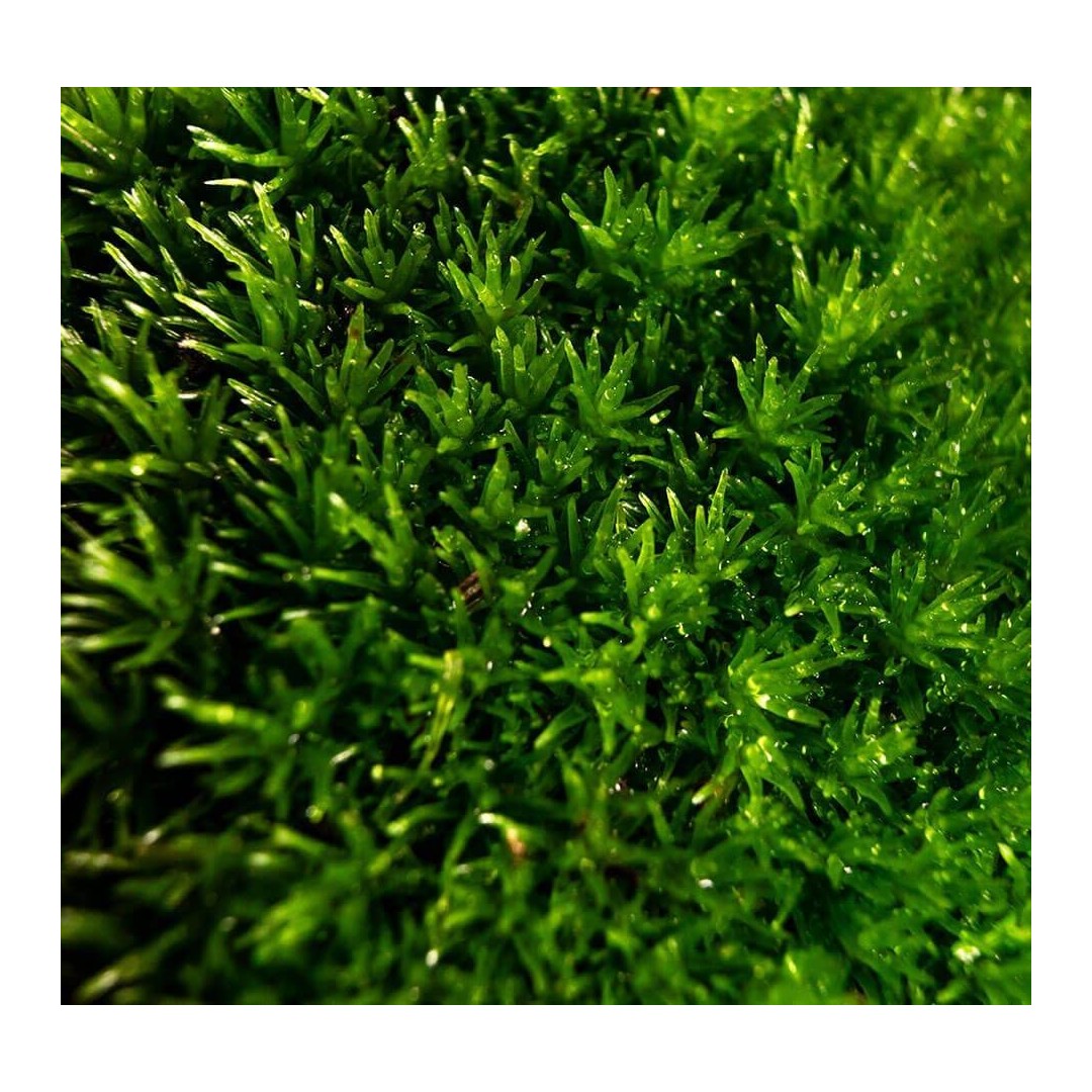 Mousse Cloettario - Cloettario » Clo'eT Design
