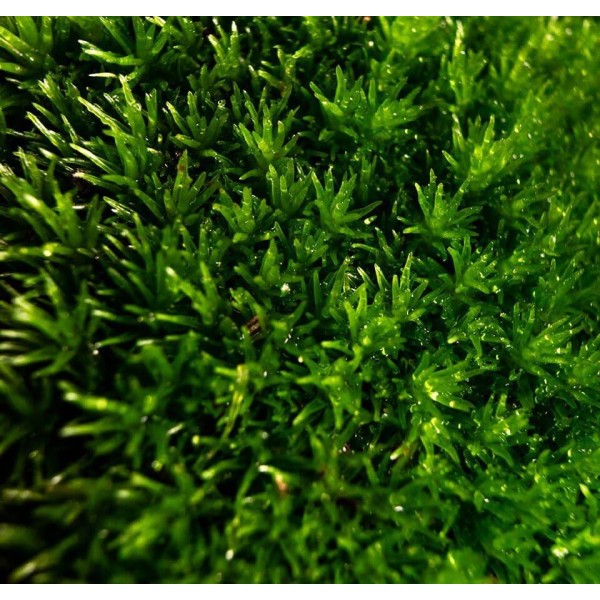Mousse Cloettario - Cloettario » Clo'eT Design