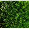 Mousse Cloettario - Cloettario » Clo'eT Design