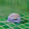 Docciolato Grüner Tee - Duschritual » Clo'eT Design