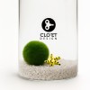 Marimo 10 Ans + Compagnon de Fond | Amitié Qui Dure | Clo’eT
